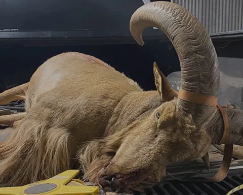 Aoudad in the back of a pickup truck