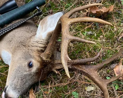 Whitetail deer on the ground with a rifle