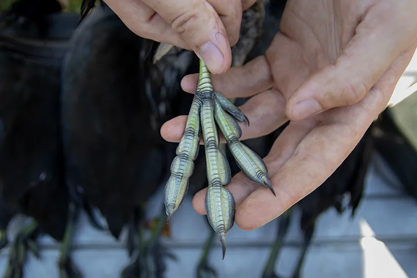 webbed coot foot