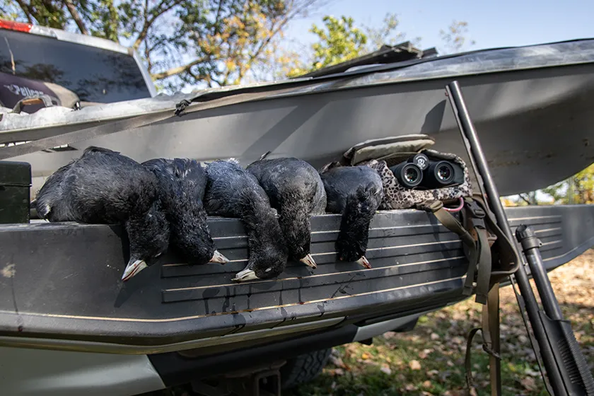 coots lined up on a tailgate