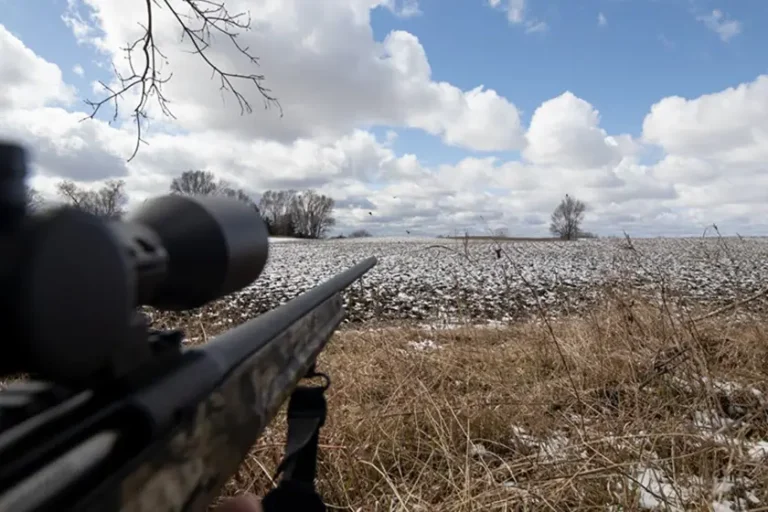 Rifle aiming at crows landing in a snowy corn field
