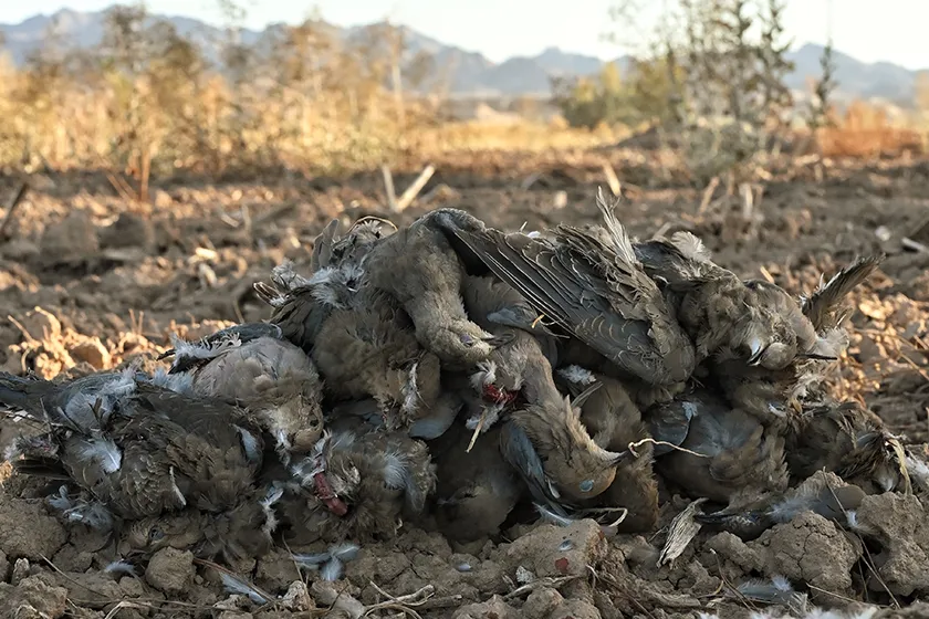 a pile of doves after a hunt