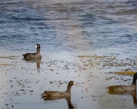 coots swimming in the water
