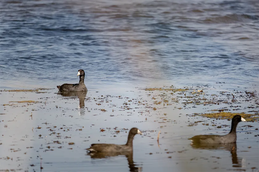 coots swimming in the water